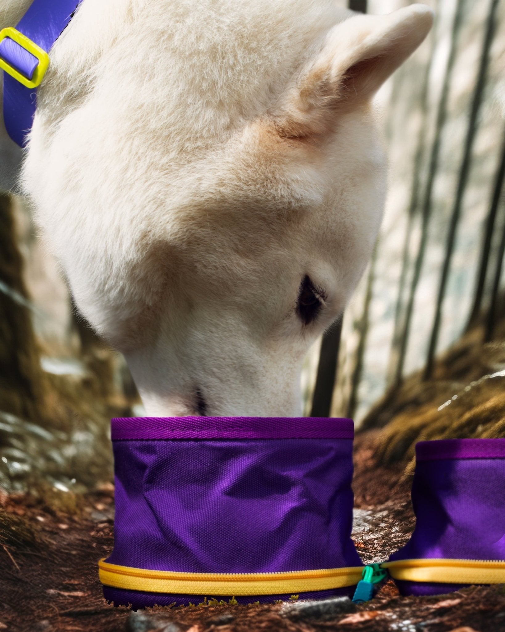 Bowl NUT® Midnight Purple - Baut