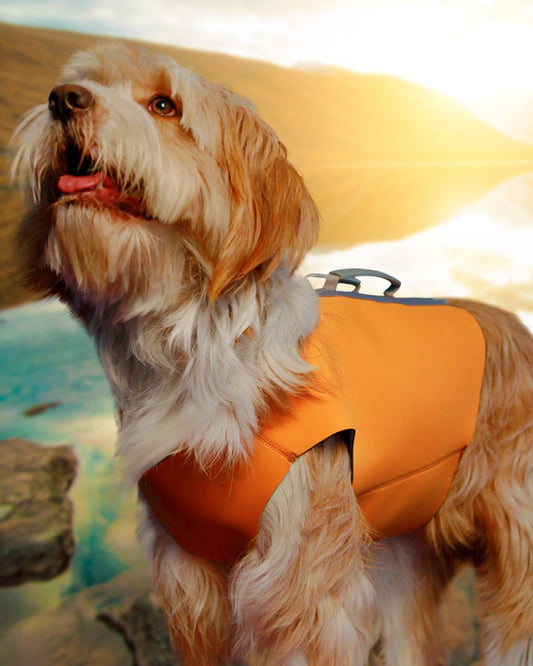 Colete de Neoprene LEO® - Baut