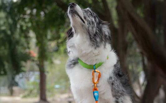 A chave para passeios sem puxões