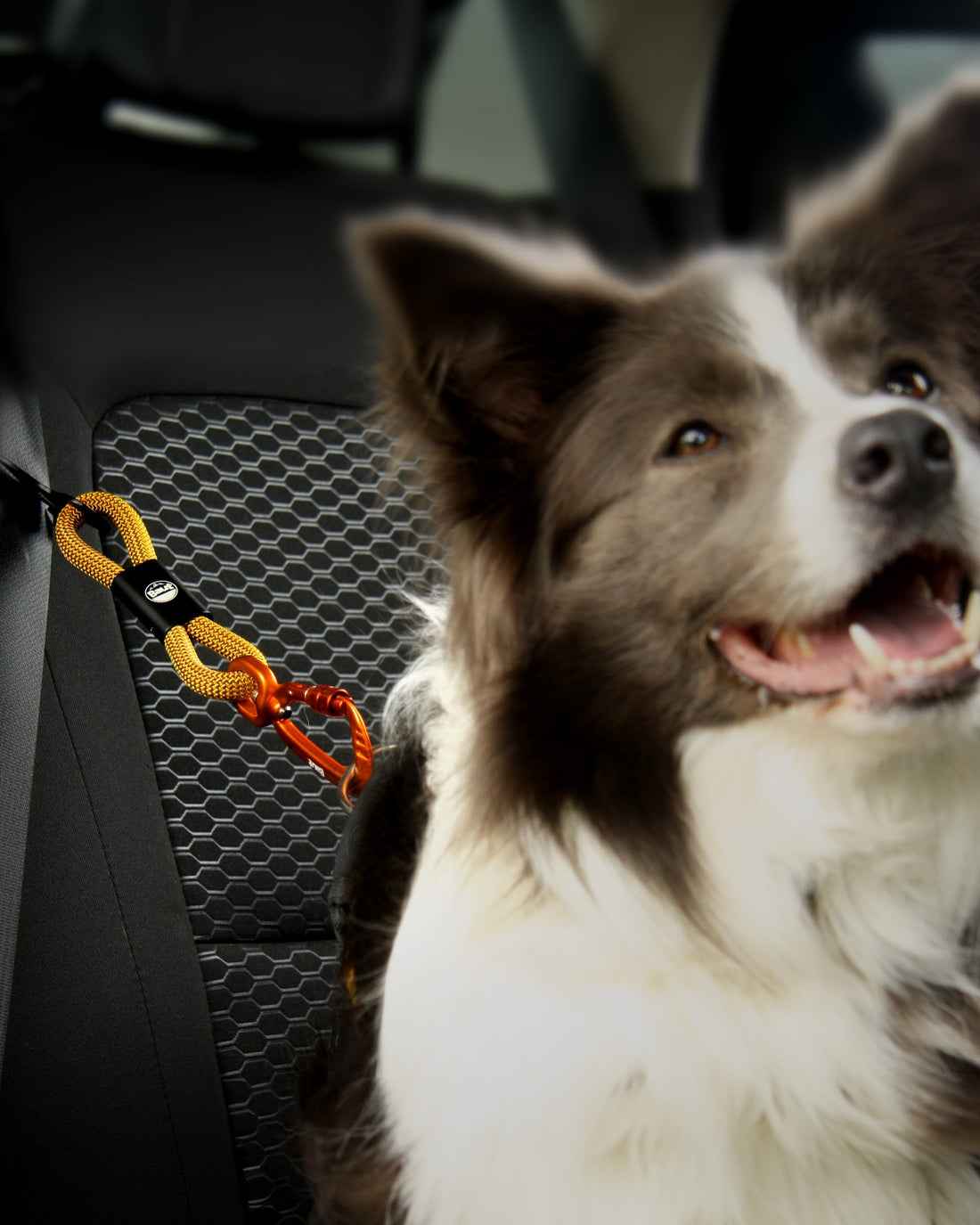 Cinto de segurança não é só para humanos: proteja quem você ama - Baut