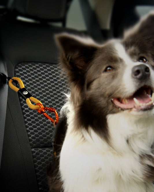 Cinto de segurança não é só para humanos: proteja quem você ama - Baut