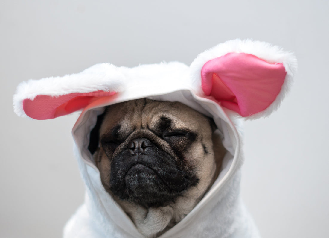 Como os adereços desnecessários afetam o bem-estar dos cães. - Baut