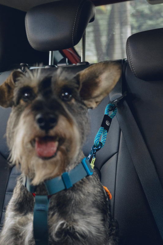 Como proteger seu cão de falhas no encaixe do cinto: caixa de ancoragem não é universal - Baut