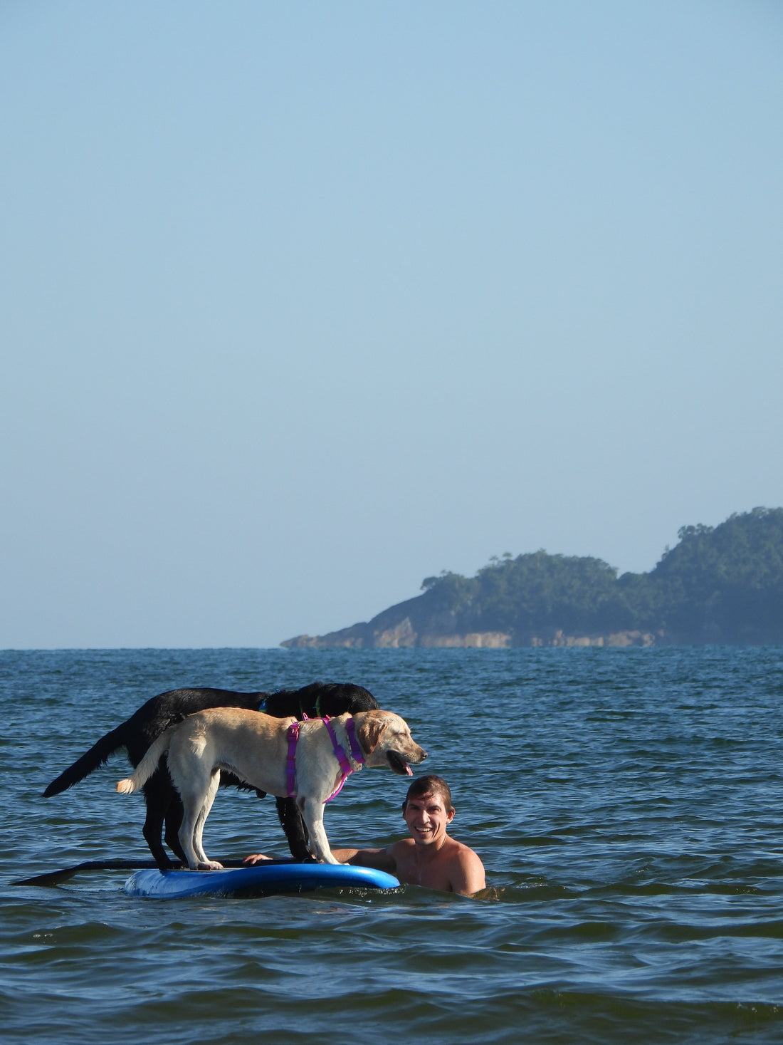 Descubra o Segredo Para Fortalecer a Conexão com o seu Cão - Baut