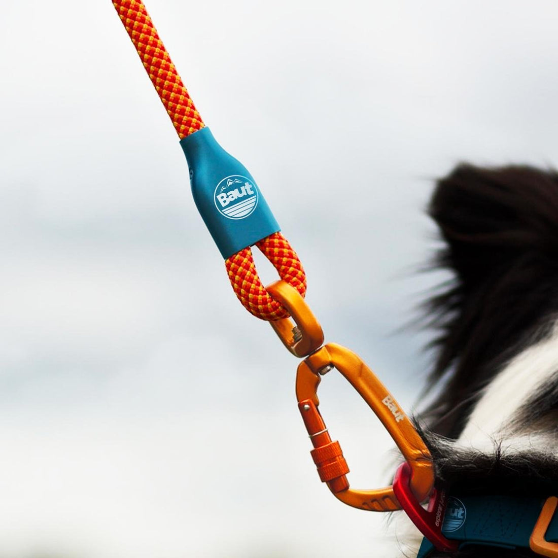 Por que a escolha dos materiais impacta o bem-estar do seu cão - Baut