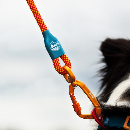 Por que a escolha dos materiais impacta o bem-estar do seu cão - Baut