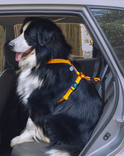 Cinto de Segurança ANJINHO® Special Yellow - Baut