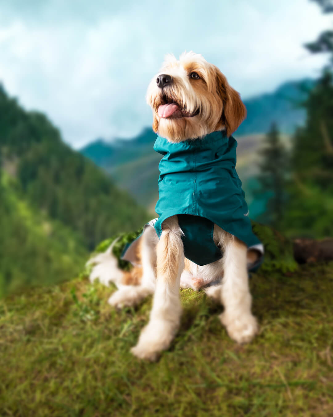 Capa de chuva para cachorros protege o peito e barriga